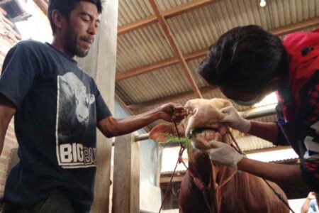 PMK Muncul Lagi di Bondowoso, Peternak Diimbau Vaksinasi Mandiri Foto BeritaJatim.com