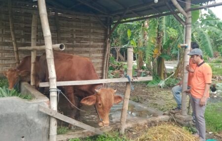 Peternak Jombang Berjuang Melawan Wabah PMK Foto BeritaJatim.com