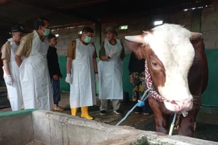 7 Sapi Mati Akibat PMK di Bondowoso, Pemkab Terima 3.525 Dosis Vaksin Foto BeritaJatim.com