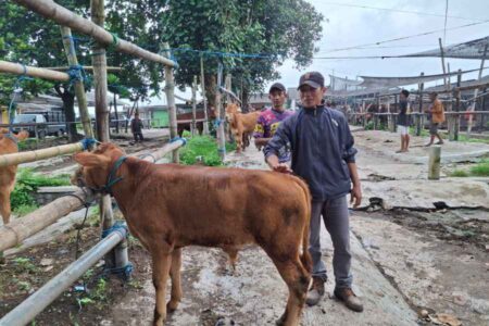 DPRD Malang Desak Dinas Peternakan Percepat Vaksinasi PMK Foto BeritaJatim.com