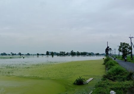 Banjir Rendam Puluhan Hektar Sawah di Kesamben Jombang Foto BeritaJatim.com