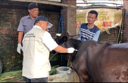 Dinas Peternakan Jombang Gelar Vaksinasi Massal PMK di 5 Puskeswan Foto BeritaJatim.com