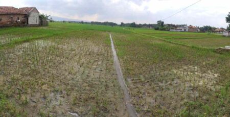 Fenomena Tanah Asem-asem di Ponorogo Akibatkan Panen Padi Terancam Mundur Foto BeritaJatim.com