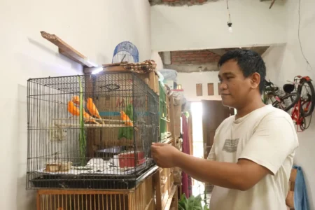 Hariadi, Peternak Kenari Merah Lokal (Merlok) Kediri Sukses Raup Cuan hingga Jutaan Rupiah per Bulan Foto BeritaJatim.com