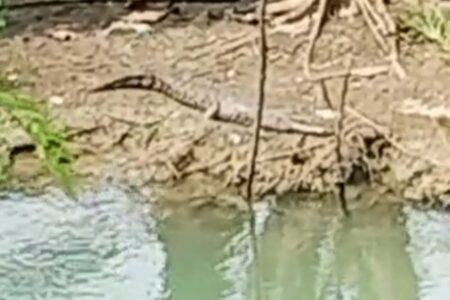 Warga Bangkalan Geger, Buaya Muara Terlihat di Tepi Sungai Desa Tangkel Foto BeritaJatim.com