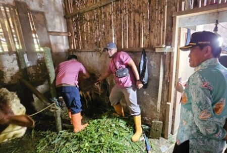 Dispangtan Kota Malang Gelar Vaksinasi untuk Pengendalian PMK pada Ternak Foto BeritaJatim.com