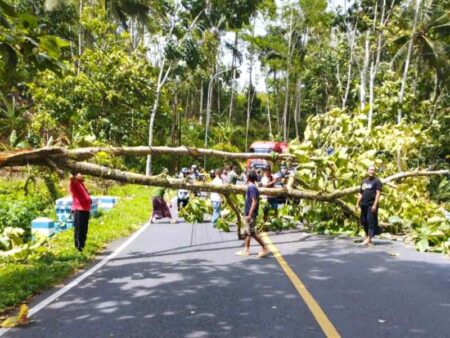 Pohon Tumbang di Jalur Pacitan-Solo, Lalu Lintas Sempat Macet Foto BeritaJatim.com