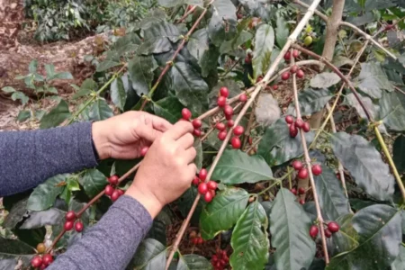 Bondowoso Perkuat Branding ‘Republik Kopi’ untuk Pasar Global Foto BeritaJatim.com