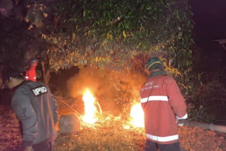 Sarang Tawon Vespa yang Tewaskan Warga Magetan Berhasil Dievakuasi Foto BeritaJatim.com