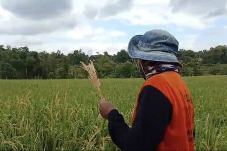 Petani Magetan Terancam Rugi! Hama Wereng, Beluk dan Potong Leher Serang Padi Jelang Panen Foto BeritaJatim.com