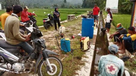 Hama Wereng Mengancam! Petani di Pacitan Berjuang Selamatkan Padinya Foto BeritaJatim.com
