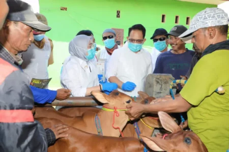 Status Darurat PMK di Jawa Timur Tak Akan Dicabut Hingga Kasus Nol Foto BeritaJatim.com
