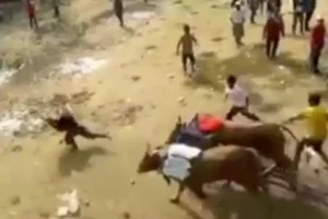Detik-Detik Penjual Es Teh di Bangkalan Nyaris Diseruduk Sapi Karapan Foto BeritaJatim.com