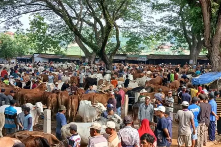 Sekian Lama Tutup Karena PMK, Pasar Hewan di Tuban Kembali Dibuka Langsung Ramai Pengunjung Foto BeritaJatim.com