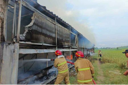 Kandang di Madiun Terbakar, 18.000 Ekor Ayam Ludes, Segini Kerugiannya Foto BeritaJatim.com