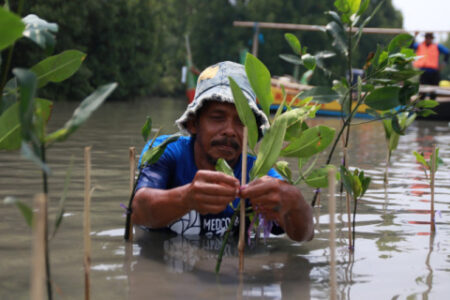 Mangrove Donasi MedcoEnergi Efektif Selamatkan Pantai Sederhana dari Abrasi Foto BeritaJatim.com