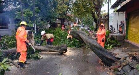Angin Kencang Mojokerto, Pohon Mangga Besar Tumbang Foto BeritaJatim.com