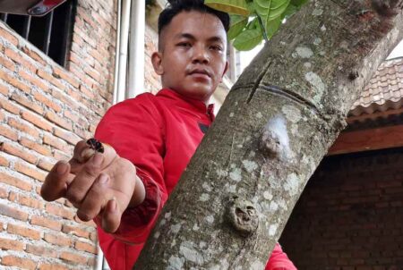 Damkar Ponorogo Evakuasi Sarang Tawon Vespa yang Serang Lansia Foto BeritaJatim.com