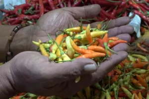Harga Cabai di Lamongan Rp80 Ribu Per Kg, Bertahan sampai Hari Lebaran? Foto BeritaJatim.com