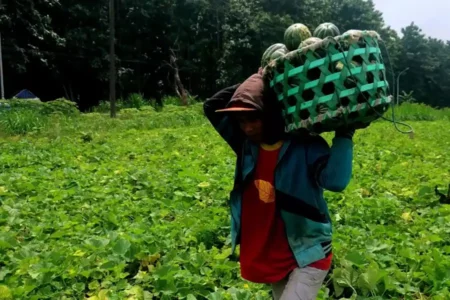 Harga Blewah di Lamongan “Manis” saat Ramadhan, Petani Sumringah Foto BeritaJatim.com
