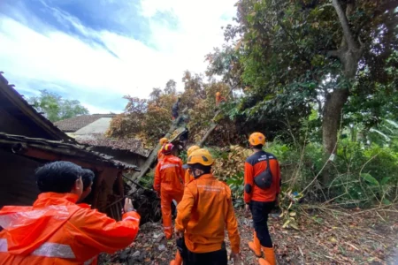 Angin Kencang Terjang Bondowoso, 10 Pohon Tumbang dan Satu Rumah Rusak Foto BeritaJatim.com