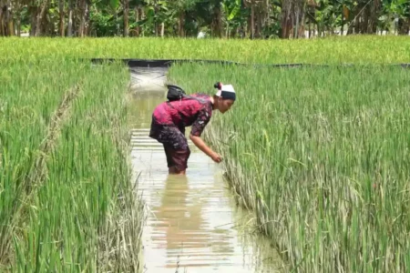 Sawah petani di Lamongan terendam banjir akibat luapan Bengawan Solo
