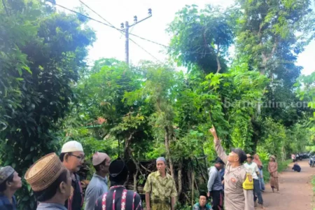Cari Pakan Ternak, Pria Sumenep Tersengat Listrik di Atas Pohon Foto BeritaJatim.com
