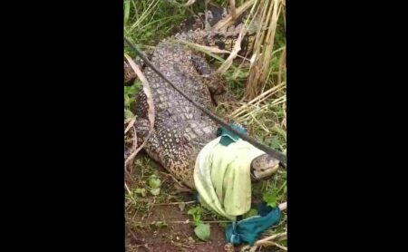 Heboh Buaya Berkeliaran di Ladang Jagung di Bangkalan Foto BeritaJatim.com