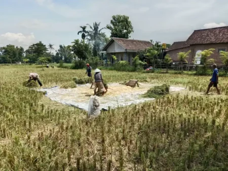 Gudang Terbatas, Komisi II Bondowoso Soroti Kendala Serapan Gabah Petani oleh Bulog Foto BeritaJatim.com