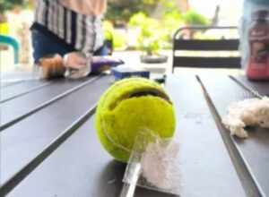 Sabu dalam Bola Tenis Diduga dari Luar Lapas Narkotika Pamekasan Foto BeritaJatim.com
