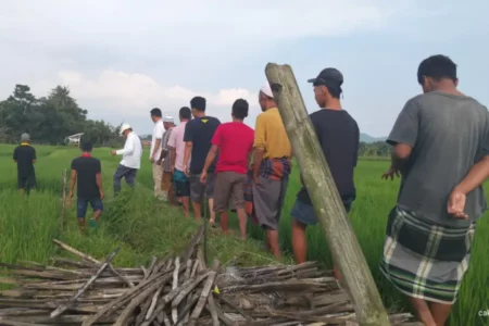 Hama Tikus Menyerang Sawah di Jember, Petani Resah Foto BeritaJatim.com