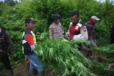 Diburu Polisi, DPO Ladang Ganja di Lumajang Aktif Bertransaksi Foto BeritaJatim.com
