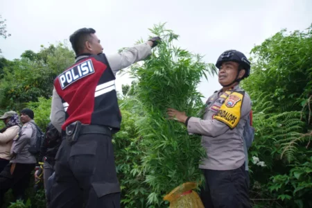 Sosok Edi Dalang Ladang Ganja Lumajang Masih Misterius, Polisi Klaim Kantongi Foto Foto BeritaJatim.com