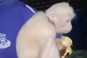 Monyet Albino Langka Milik Warga Sampang Dicuri, Satu Pelaku Ditangkap Foto BeritaJatim.com