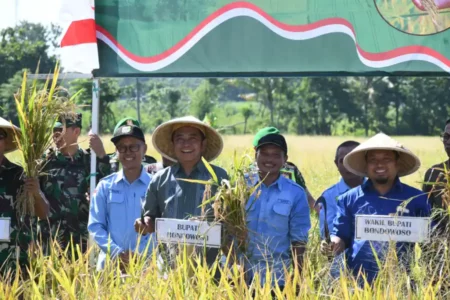 Produktivitas Padi Bondowoso Capai 7,3 Ton per Hektar dalam Panen Raya Serentak Foto BeritaJatim.com