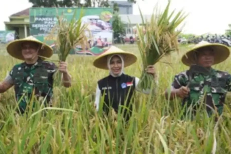Panen Raya Serentak, Kota Mojokerto Catat Produksi Padi Capai 682 Ton hingga April 2025 Foto BeritaJatim.com