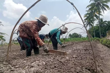 APTI Bondowoso Imbau Petani Tembakau Tanam Varietas Lokal Sesuai Kebutuhan Pabrikan Foto BeritaJatim.com