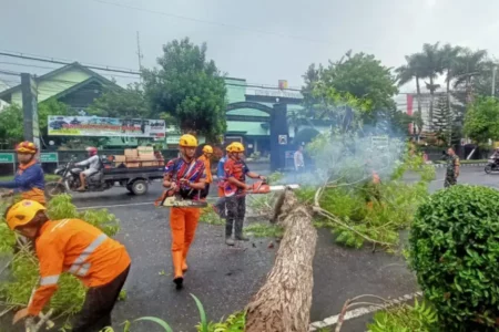 Pohon Tumbang Diterjang Angin Kencang Tutup Akses Jalan Amir Kusman Bondowoso Foto BeritaJatim.com
