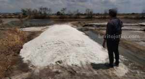 Produksi Garam di Sampang Dimulai, Harga Anjlok Dibanding Tahun Lalu Foto BeritaJatim.com
