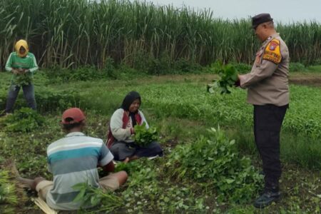 Bhabinkamtibmas Pangkemiri Cek Lahan Pertanian Dukung Ketahanan Pangan Polresta Sidoarjo Foto BeritaJatim.com