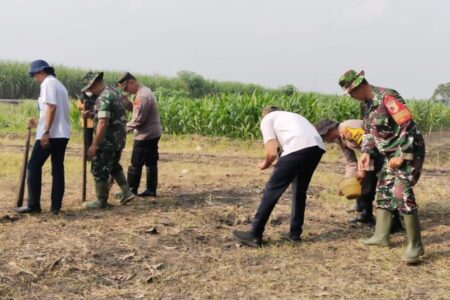 Forkopimka Krembung bersama Petani Wujudkan Ketahanan Pangan Tanam Bibit Jagung Foto BeritaJatim.com