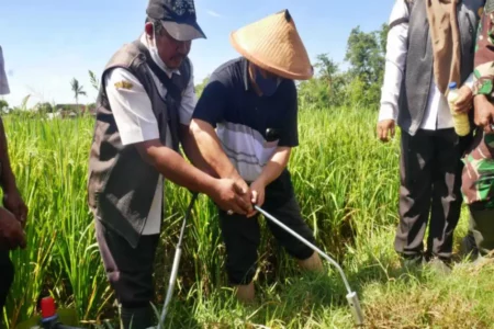 Hama Tikus Rusak 14.000 Hektare Lahan Pertanian di Kabupaten Lumajang Foto BeritaJatim.com
