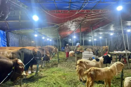 Surabaya Sambut Idul Adha, D’Kandang Agil Tawarkan Hewan Kurban Berkualitas Foto BeritaJatim.com