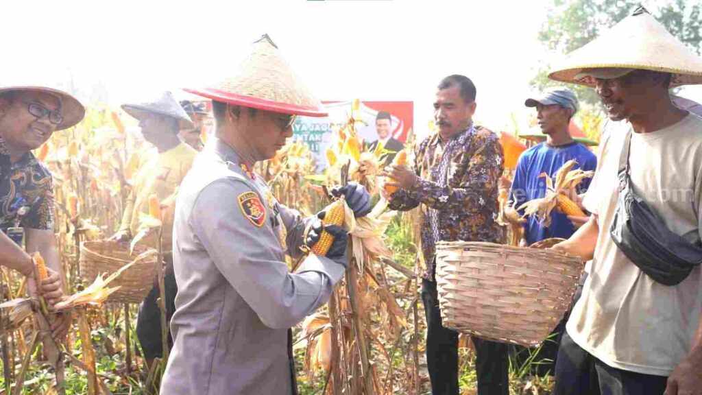 Polres Mojokerto Kota Panen Raya Jagung Tahap II, Dapat 3 Ton dari Lahan 0,7 Hektar Foto BeritaJatim.com