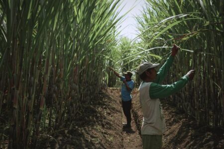 PG Kwala Madu Geber Target Giling 2025: Optimistis Dongkrak Swasembada Gula Nasional Foto BeritaJatim.com