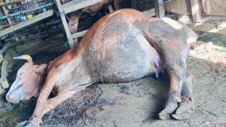 Wabah PMK di Pacitan: Peternak Tak Lagi Dapat Pedet, Hanya Uang Tunai Rp 2,5 Juta per Ekor Foto BeritaJatim.com
