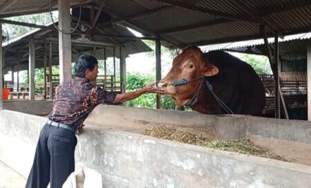 Sapi Peternak Blitar Dibeli Presiden Prabowo, Uangnya untuk Biaya Haji Ibu dan Mertua Foto BeritaJatim.com