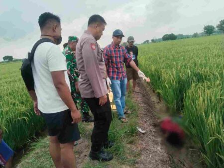 Petani Lansia di Gresik Tewas Tersengat Jebakan Tikus Beraliran Listrik di Sawah Foto BeritaJatim.com