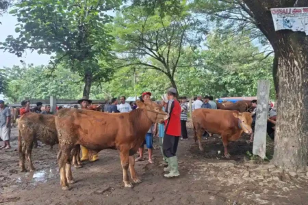 Jelang Idul Adha, Harga Sapi di Magetan Anjlok! Pedagang Kelimpungan Foto BeritaJatim.com
