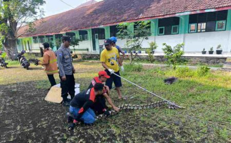 Ular Raksasa 3,5 Meter Gegerkan SMA Islam Brawijaya Mojokerto Foto BeritaJatim.com